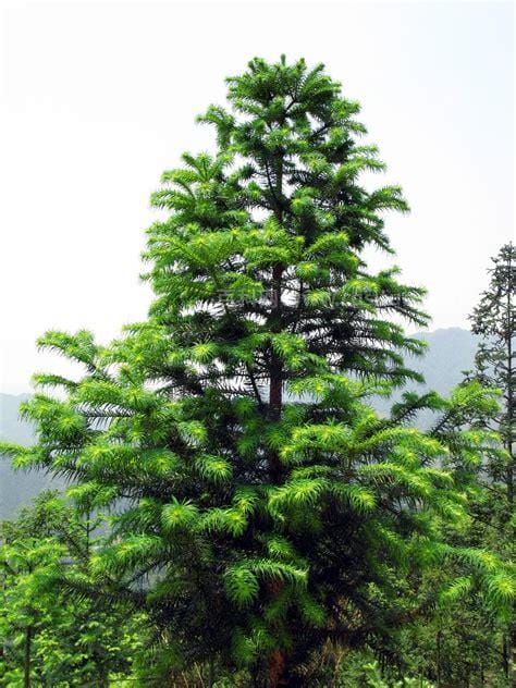 杉树有哪些品种 一共14个品种(高达