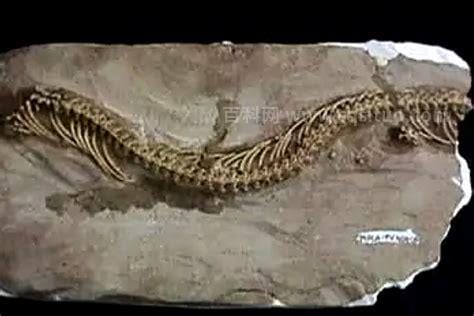 世界上最古老的蛇，玛德松纳蛇(已经