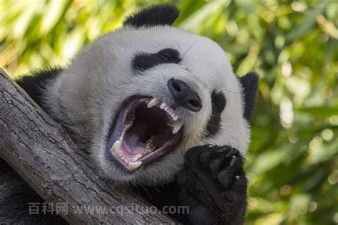 大熊猫是猫吗，它长得像猫其实是一只熊(国宝)