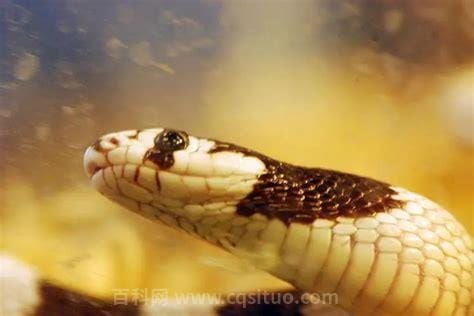 王蛇为什么不怕毒蛇 胃酸可以分解毒液(免疫毒性)