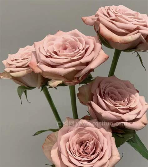 卡布奇诺玫瑰花语，对爱人的爱(三种
