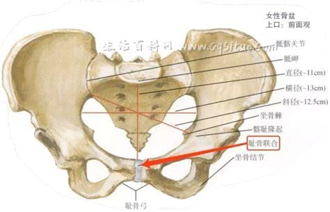 孕妇耻骨在哪个位置示意图片,大腿