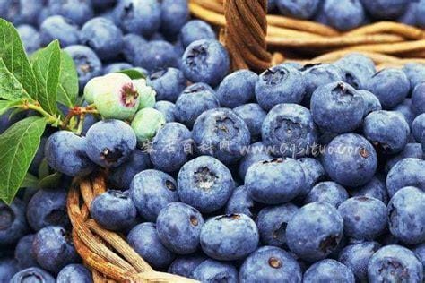 蓝莓多少钱一斤为什么这么贵,在50-90元/斤左右