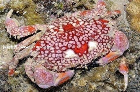 世界上最危险的螃蟹，铜铸熟若蟹(外