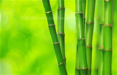 竹子是草还是树，是草(只是长得比较高大)