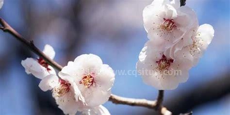 春天开的花有哪些，玉兰花/牡丹花/桃