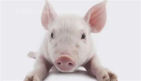 猪能活多久的寿命，平均寿命可有20年/野猪50年/家猪3到5年