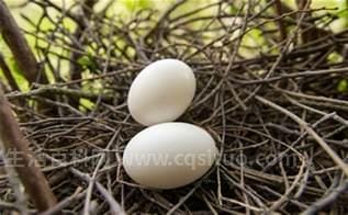 吃鸽子蛋的五大禁忌 鸽子蛋适合什么人吃优质