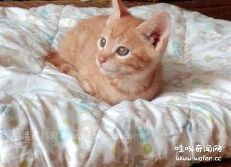 养猫的人容易得什么病，猫抓热/猫癣/猫瘟热/弓形虫病（容易得15种病）优质