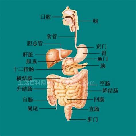 胃在什么位置图片，位腹腔左上方和人