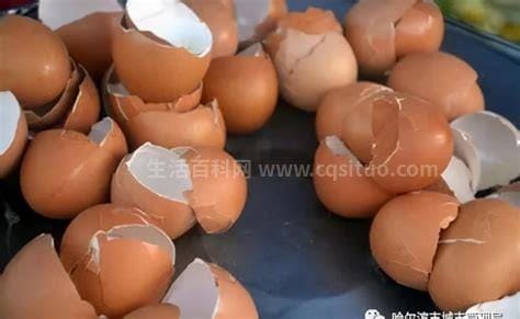 鸡蛋壳属于干垃圾还是湿垃圾，属于湿垃圾优质