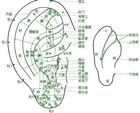 我每天按摩耳朵3年的效果，能疏通身