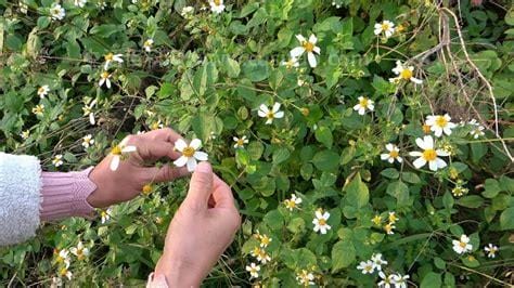 六种人不能吃鬼针草，低血压孕妇不适合吃优质