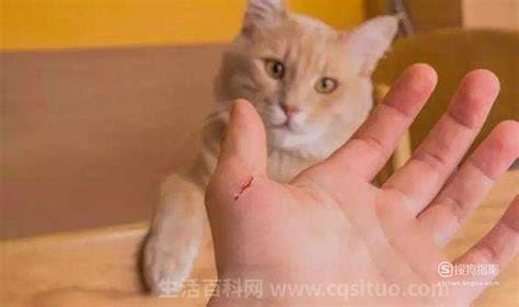 10种图片猫抓破皮不需要打针，用肥皂和温水仔细清洗伤口优质