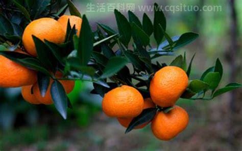 秋天成熟的水果有哪些，分别是橘子／桃子／梨子／柚子优质