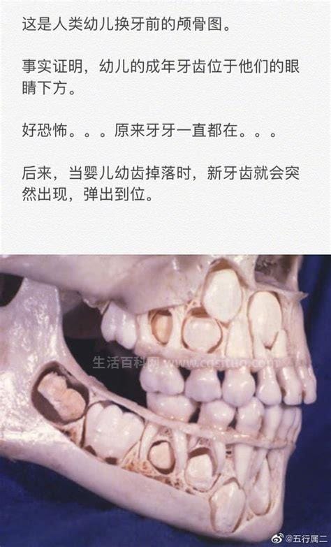 小孩换牙前的颅骨图，没想到牙齿非常