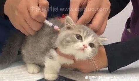 为什么好多人被猫抓不打疫苗，可能猫咪打过疫苗优质