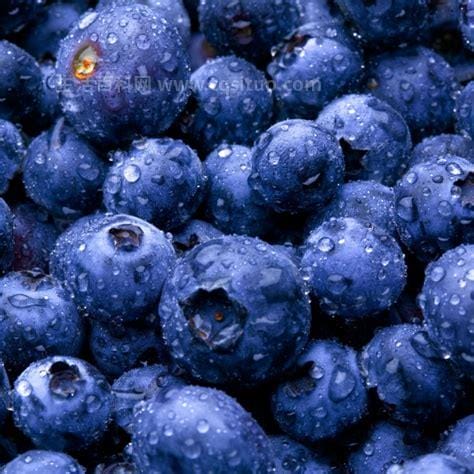 坚持吃蓝莓一个月变化，提高记忆力还能降低血糖优质