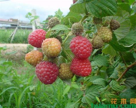 树莓价格多少钱一斤，价格20左右优质