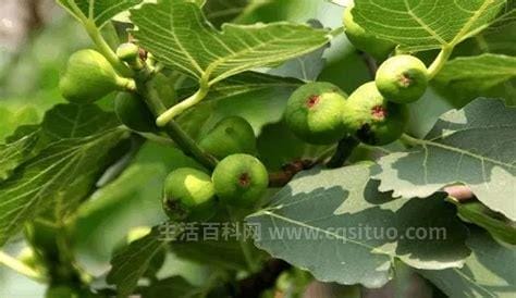 无花果叶子治疗痔疮的方法优质