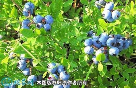野生蓝莓多少钱一斤，40-70元多元（有