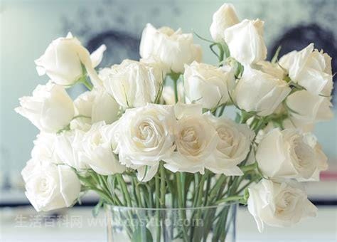 冬天里的白玫瑰代表什么意思，是希望和纯洁的意义优质