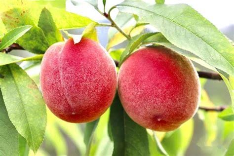 桃子的功效与作用，消积、润肠、解劳