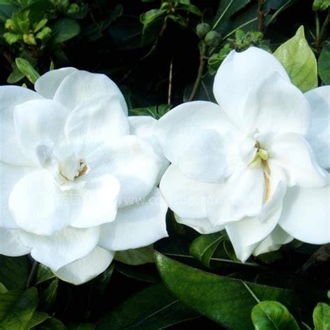 栀子花为啥不吉利，白色被认为其有损阳气优质