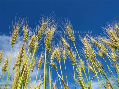 小麦一斤多少钱，1.15-1.25元（小麦的功效）优质