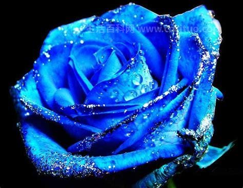 蓝色妖姬的花语是什么意思，指纯洁的爱表达自己最真挚优质