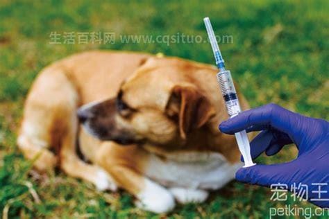 打狂犬疫苗5年后死了多久不发病没