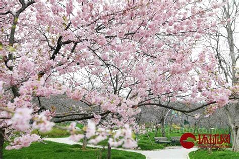 中国各地樱花什么时候开花，花期为一个月3-4月优质