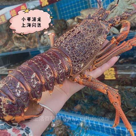 大龙虾多少钱一斤，正常在200-300元优质
