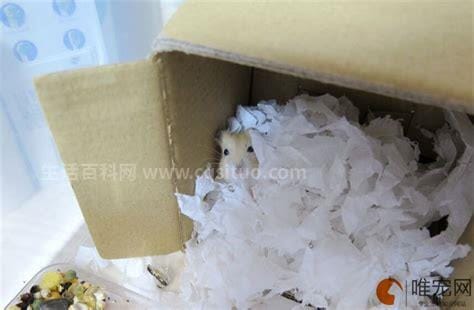 仓鼠的窝可以用卫生纸代替吗。不建议优质