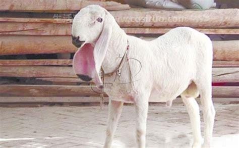 瓦格吉尔羊多少钱一只，价格在3万元