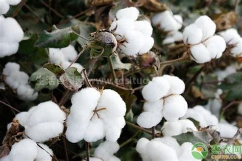 新疆棉花多少钱一斤，10元（棉花有哪些品种）优质