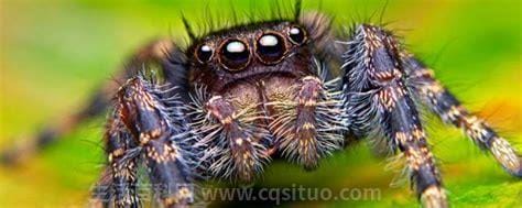 蜘蛛最怕什么气味，是薰衣草的气味优质