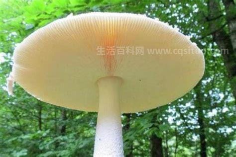 巨型白地菇多少钱一斤，高达20万元(