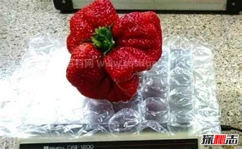 世界上最大的草莓有多大，大概有半斤