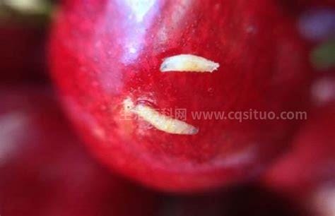 樱桃里面为什么会有小白虫，幼虫能吃对人体无害优质