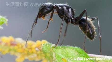 蚂蚁放进微波炉里加热会死吗，可能不会感知力强且体积小优质