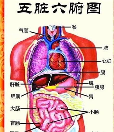 人类身体各个器官疼痛位置图片，看一