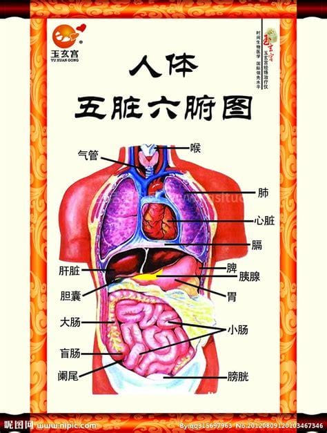 人体器官分布图展示人体器官的分布