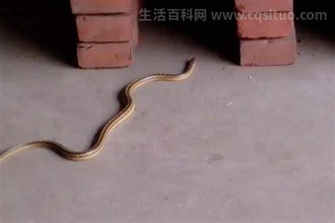 毒蛇会进家里优质