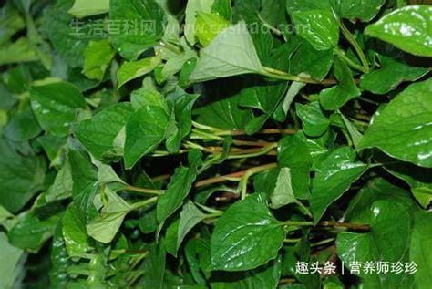 癌症最怕的四种野菜，分别是荠菜／菊花