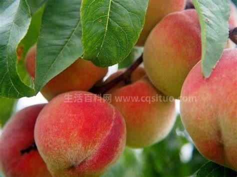 吃桃子的好处和坏处，预防缺铁性贫血
