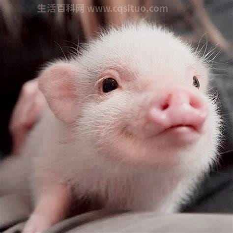 每个人都知道猪是一种很可爱的动物,猪的文化象征意义优质