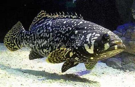 龙胆石斑鱼多少钱一斤，大概在60～80元左右☺,溪石斑鱼养殖成本多少优质