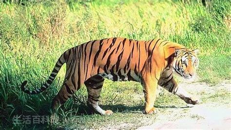 动物的尾巴对人类有什么用处,老虎