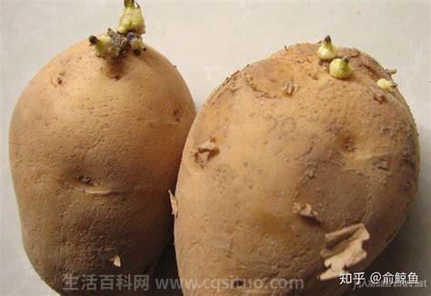 土豆发芽了还能吃吗，不能吃了,土豆刚发芽可以吃吗优质